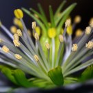 Helleborus 